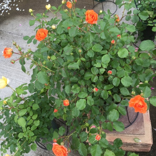 2016-05-06 14.36.07.jpg