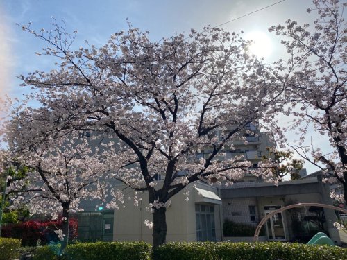 通りすがりの桜.jpg