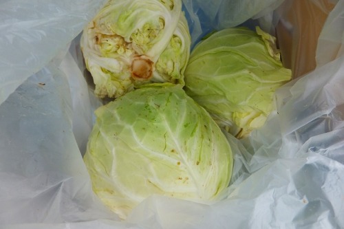 2014.06.08  今がピークの野菜畑 007.jpg