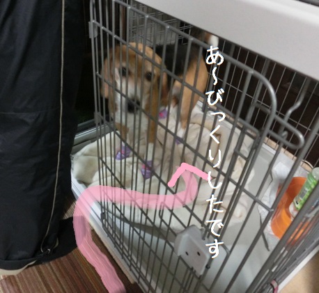 CIMG0818.JPG