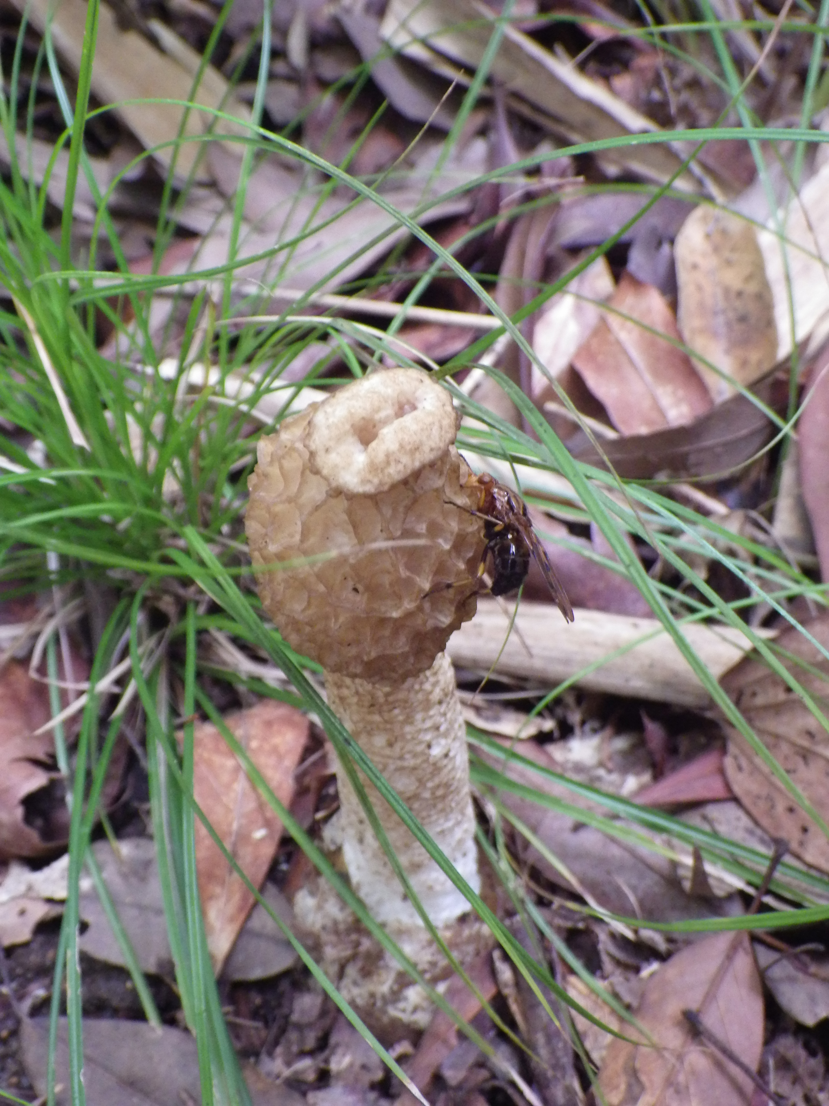スッポンタケとベッコウバエ