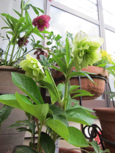 クリスマスローズ（師匠宅） (3).JPG
