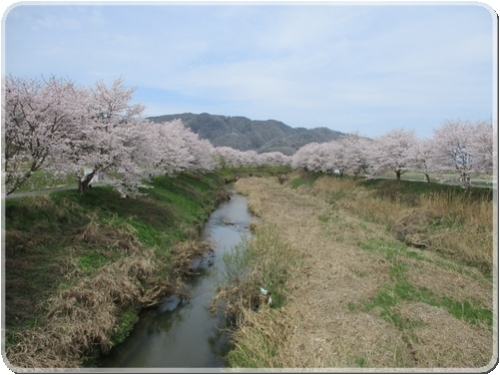 2748川土手の桜並木_2748.jpg