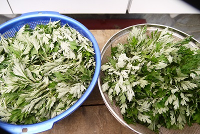 P1200071ヨモギ.jpg