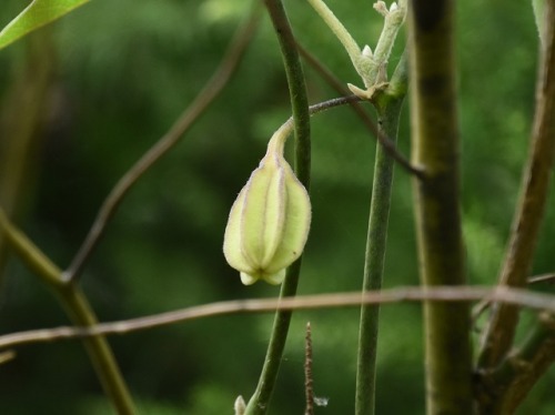 オオバウマノスズクサとジャコウアゲハ Himekyonの部屋 楽天ブログ