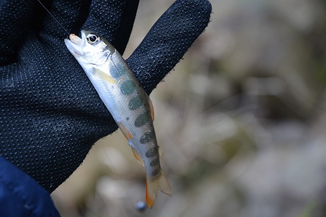 showPhoto (640×426)