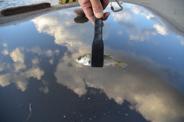 showPhoto (640×426)