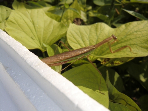 オオカマキリオスを逃がす