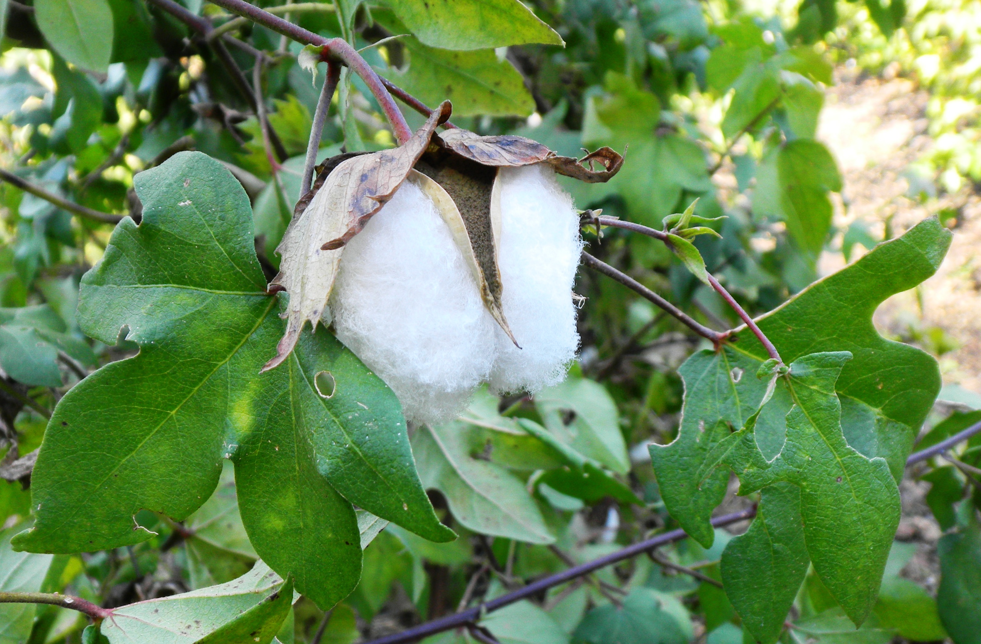 03綿の実.JPG