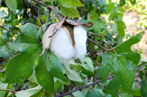 03綿の実.JPG