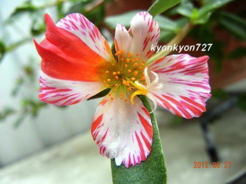 ポーチュラカ絞り咲き3