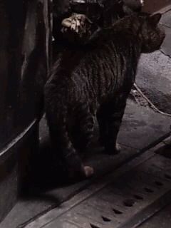 この奥に何かあるぞ…