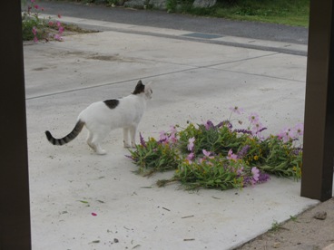 供花近くに大福 登場　001.jpg