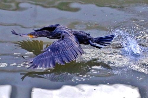 P95A0443 (800x533).jpg