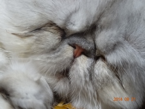 DSC04322 (300x225).jpg