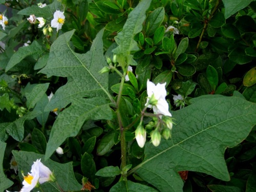 ワルナスビの花 ワルナスビの花言葉は トマトに似た毒のある実をつけ葉柄や葉脈や茎に鋭いトゲが持つことから 欺瞞 悪戯 だそうです しろうと自然科学者の自然観察日記 楽天ブログ