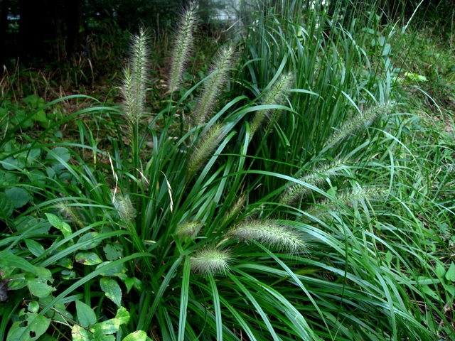 005チカラシバ2012.9.6-1.JPG