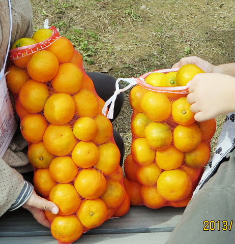 mikan2013 (2).jpg