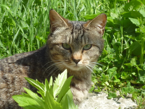 野良猫