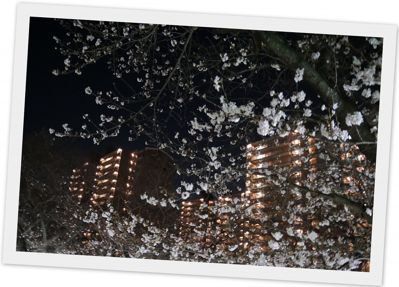 2021-03-16夜桜.jpg