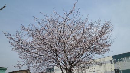 sakura2015-k.jpg