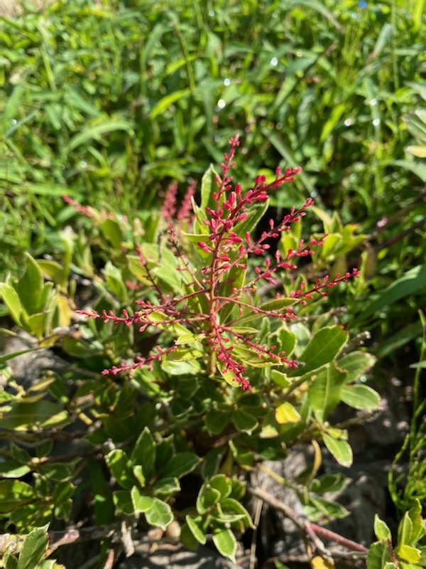 2021-9-21アセビ.jpg
