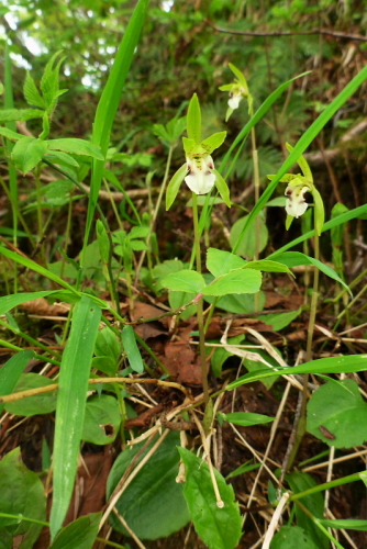 帝釈山520140524.jpg