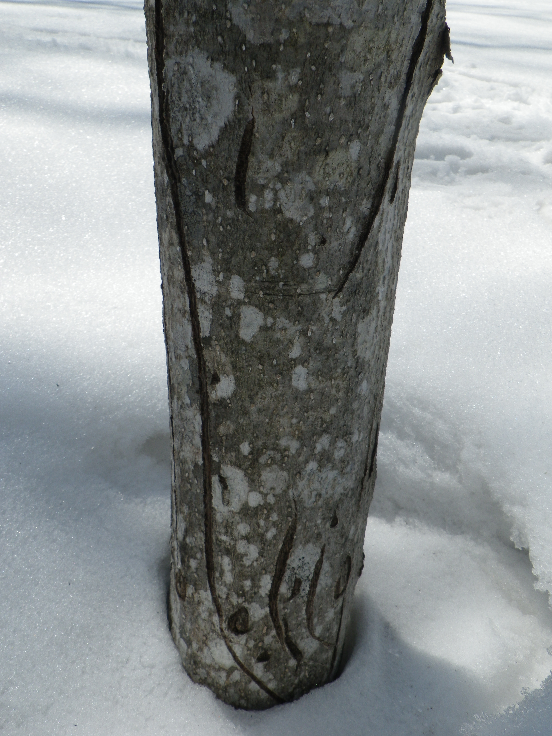 IMGP9077.JPG