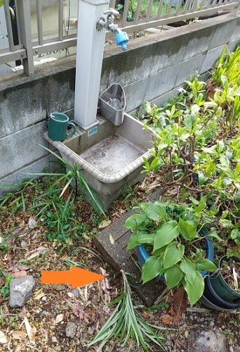 折れたタカサゴユリの球根を移植しました v ネコ様とガーデニング 楽天ブログ 折れたタカサゴユリの球根を移植しました v ネコ様とガーデニング 楽天ブログ