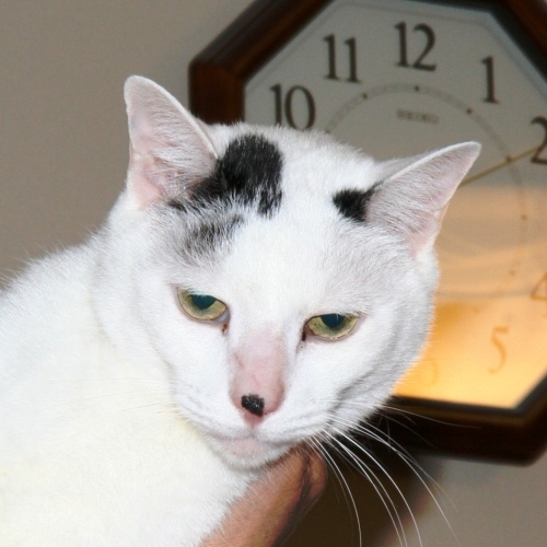 家族紹介用画像フォルダ