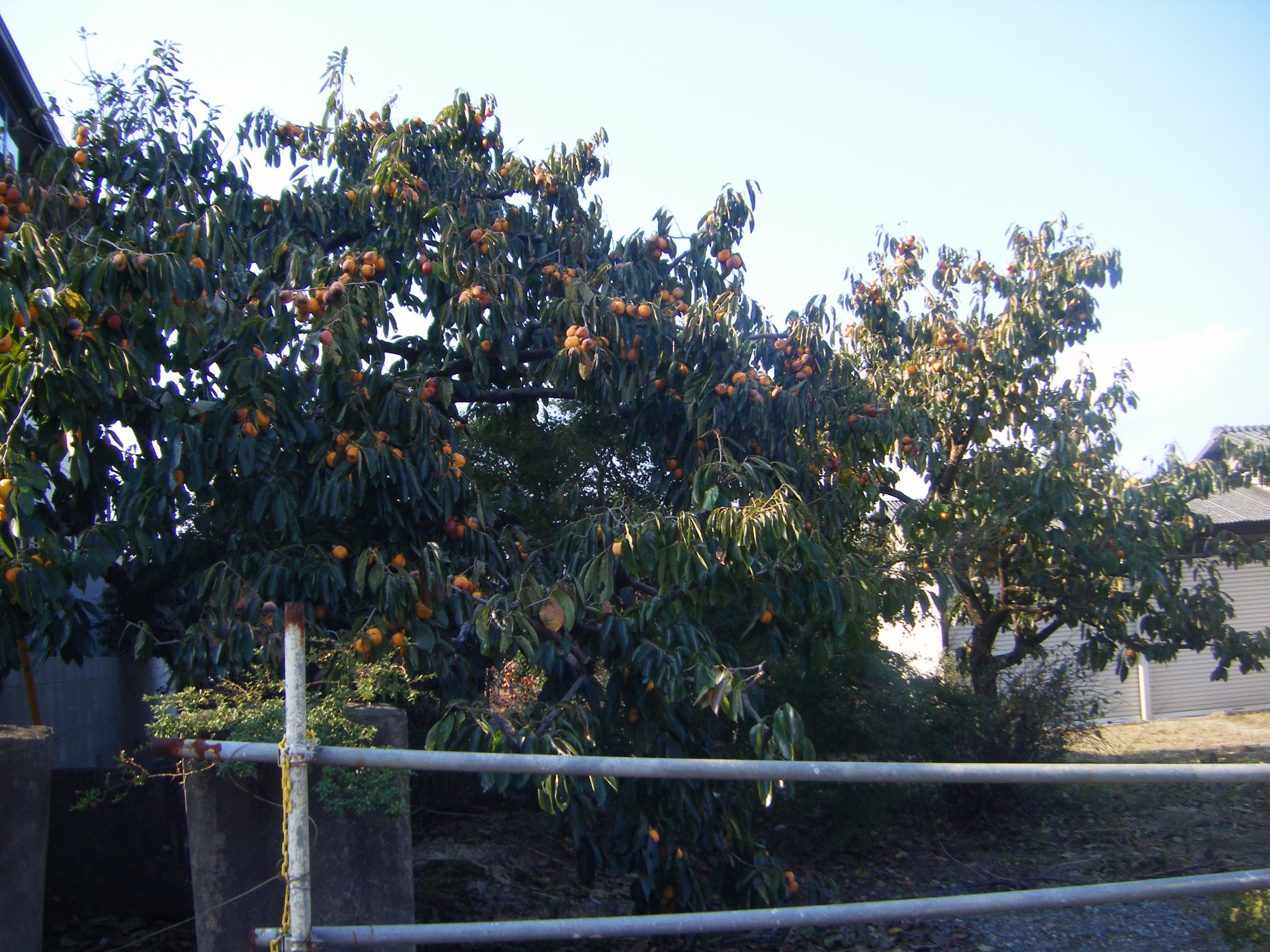 DSCF1431.jpg