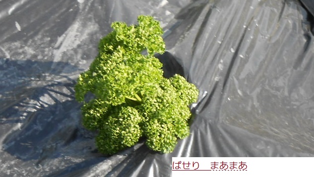 C:\fakepath\はせり.JPG
