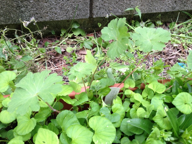 IMG_9200 (640x480).jpg