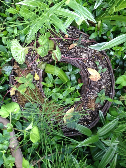 IMG_6899 (480x640).jpg