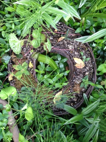 IMG_6899 (480x640).jpg