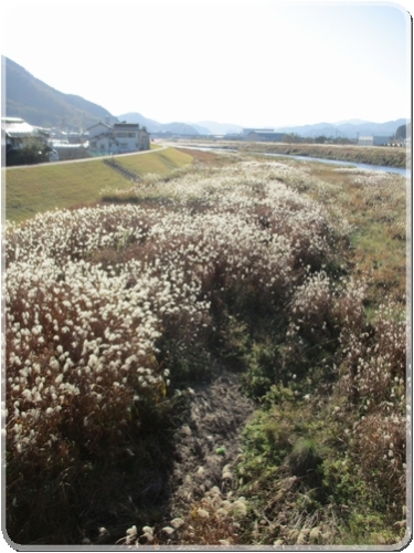2324江の川のススキ_2324.jpg