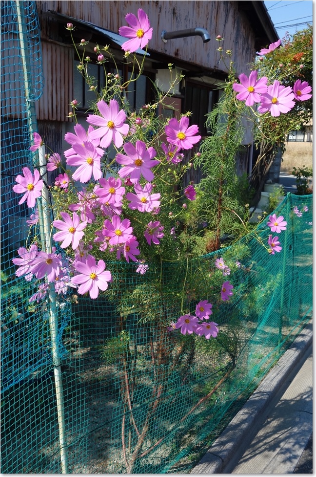 56道端のコスモス
