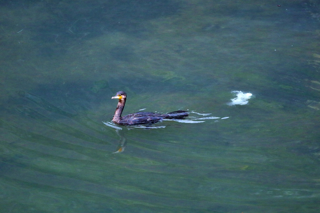 B97A6537 (1024x683).jpg