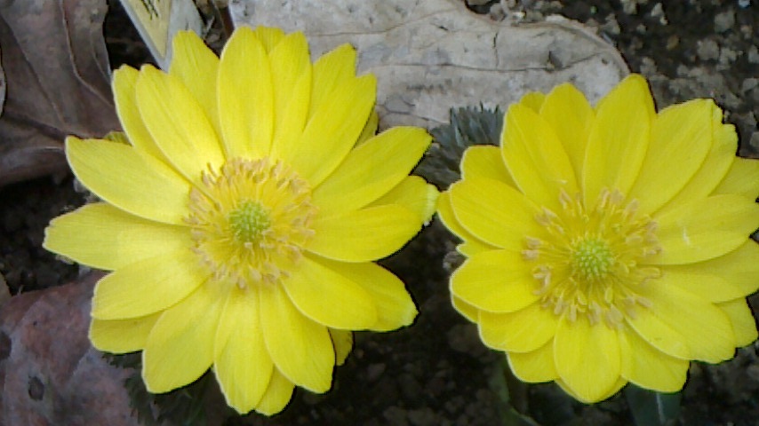 NEC_0638.JPG
