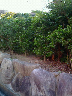 NEC_0021.JPG