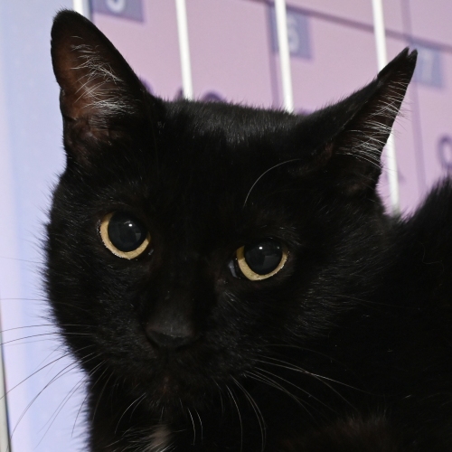 家族紹介用画像フォルダ