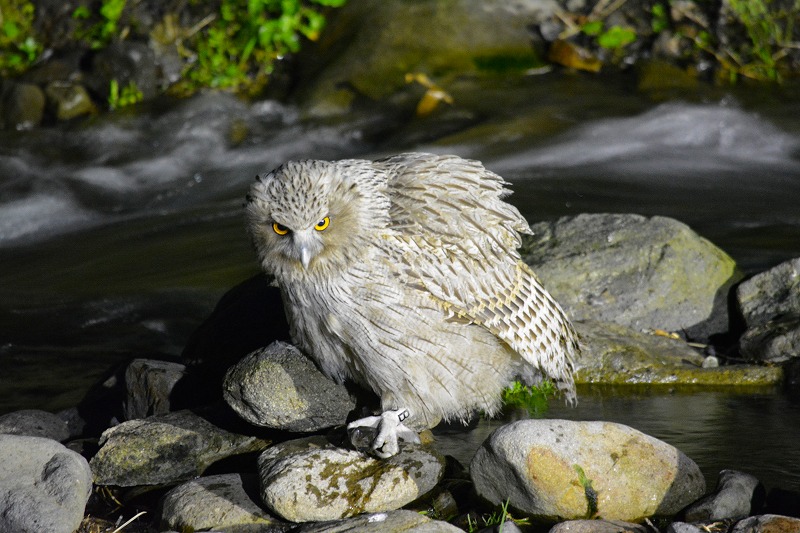 DSC_0090.jpg