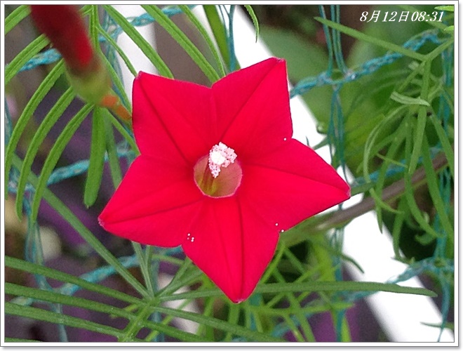 ルコー草_2014-08-12_08-31-36.JPG