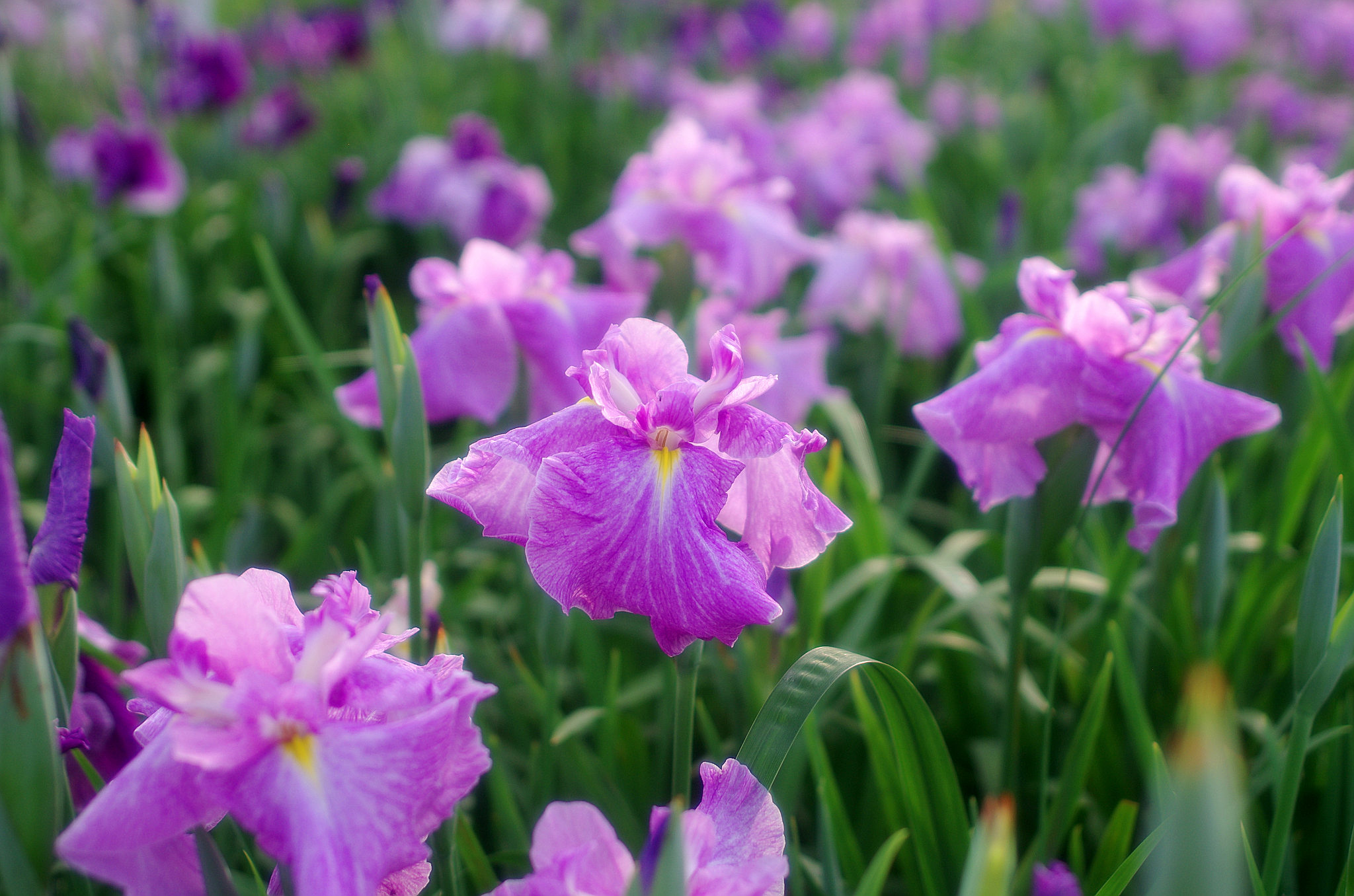 一宮花しょうぶ(10).jpg