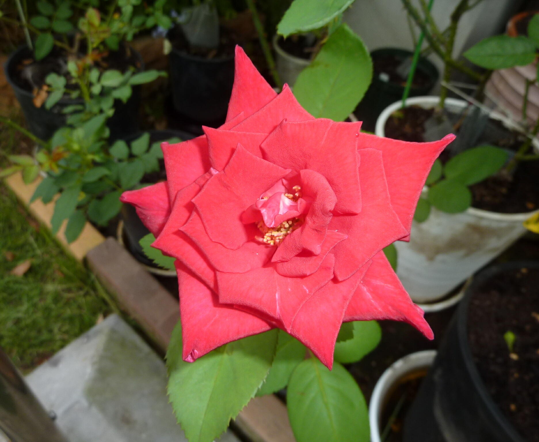 120826-bara-3.jpg