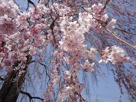 4.5　枝垂れ桜s.jpg