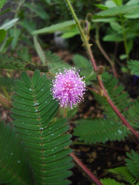 DSC09272.JPG