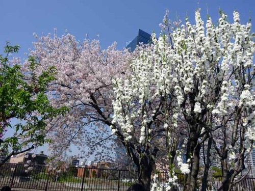 大阪城 　桃園 (10).JPG