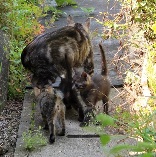 最後の子猫 (10).JPG