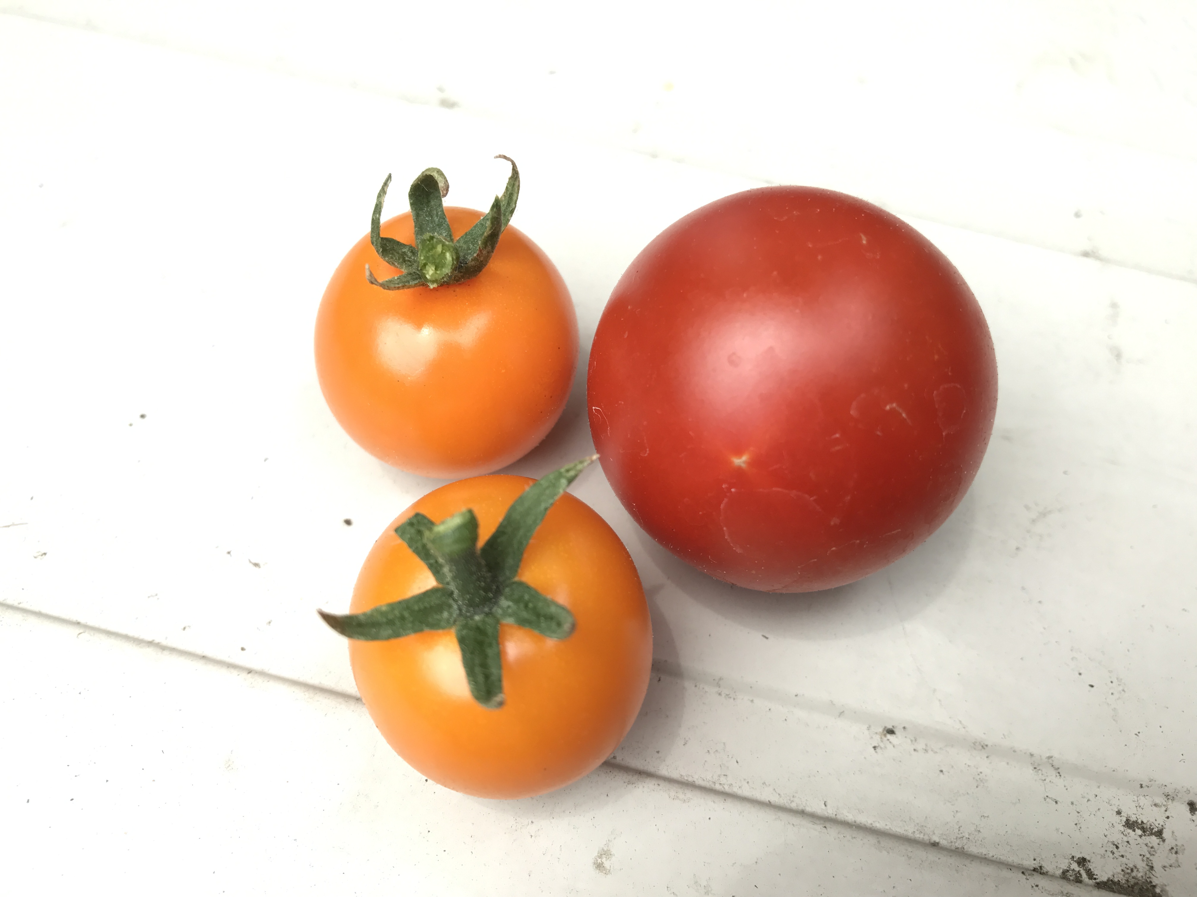 オレンジ千果　初収穫＆フルーツトマト
